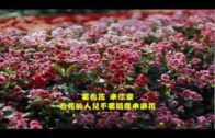 Teochew Opera-广东省百花潮剧院《洛神》复排版