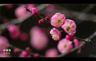 Teochew Opera-广东省百花潮剧院《洛神》复排版