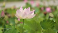 Teochew Opera-广东省百花潮剧院《洛神》复排版