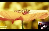 Teochew Opera-广东省百花潮剧院《洛神》复排版