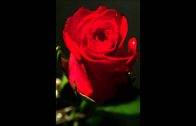 Teochew Opera-广东省百花潮剧院《洛神》复排版