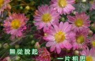 Teochew Opera-广东省百花潮剧院《洛神》复排版