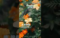 Teochew Opera-广东省百花潮剧院《洛神》复排版