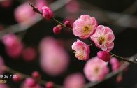 Teochew Opera-广东省百花潮剧院《洛神》复排版