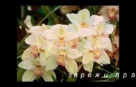 Teochew Opera-广东省百花潮剧院《洛神》复排版