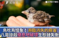 Teochew Opera-广东省百花潮剧院《洛神》复排版
