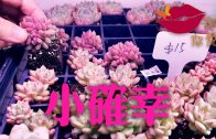 Teochew Opera-广东省百花潮剧院《洛神》复排版